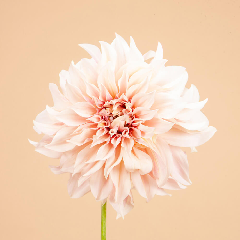 Café Au Lait Dahlia