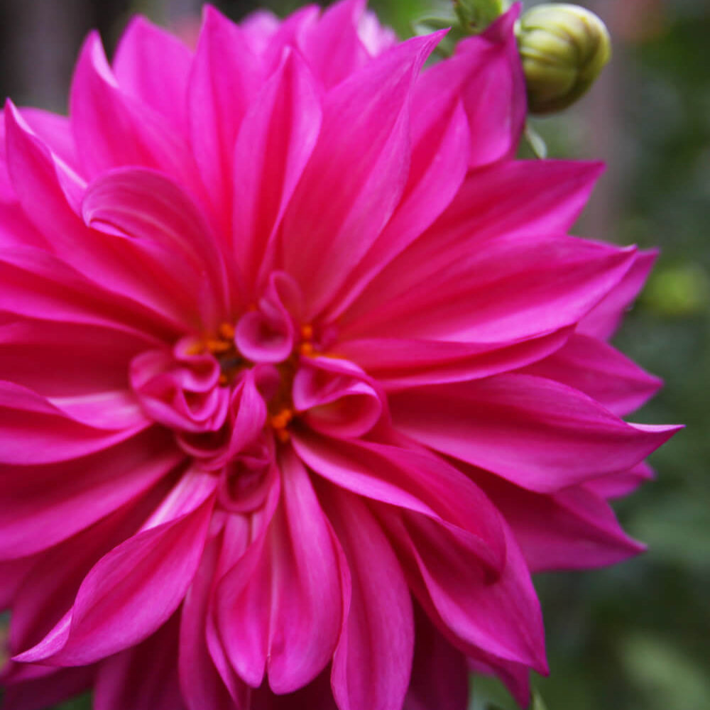 Café Au Lait Rose Dahlia