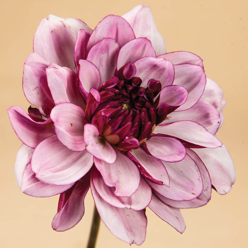 Créme de Cassis Dahlia