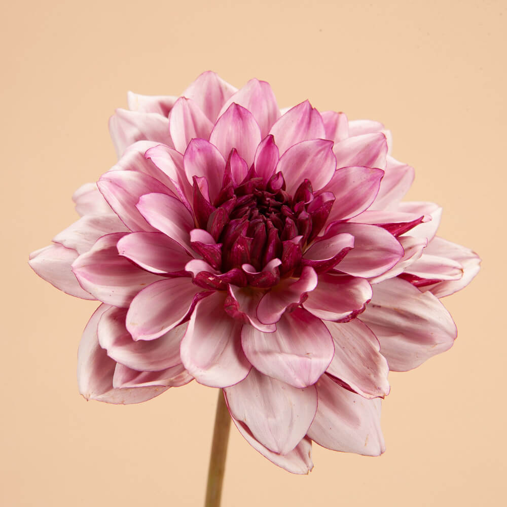 Créme de Cassis Dahlia