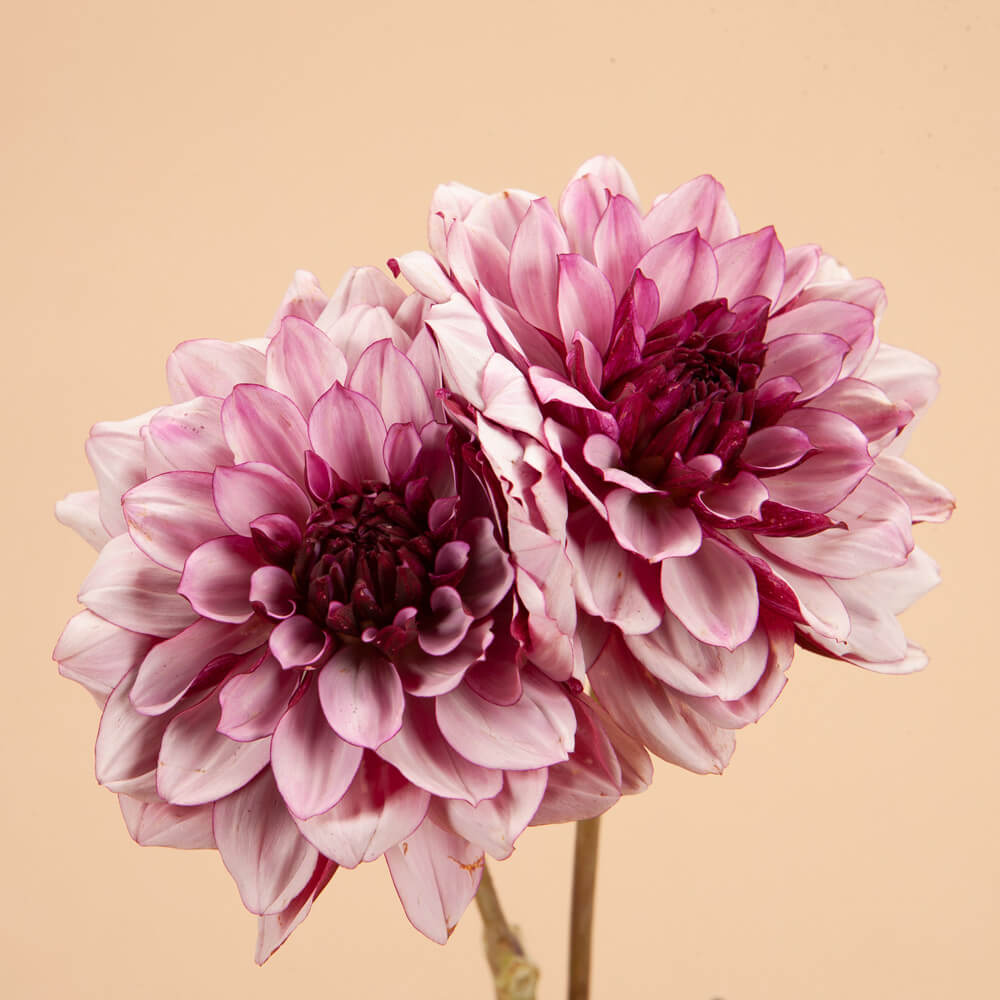Créme de Cassis Dahlia