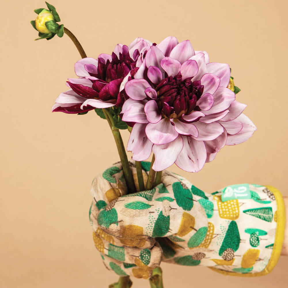 Créme de Cassis Dahlia