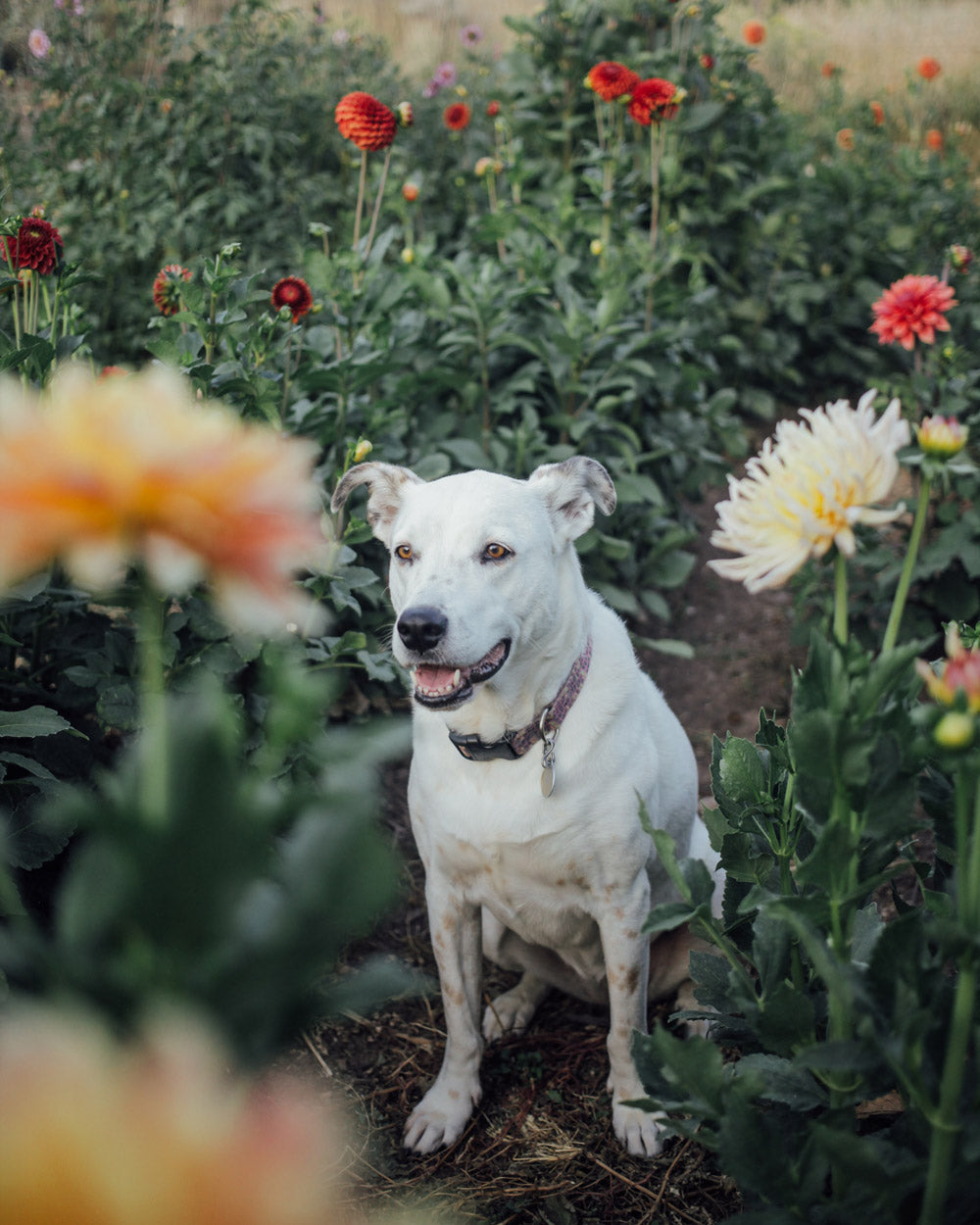 Apricot Star Dahlia