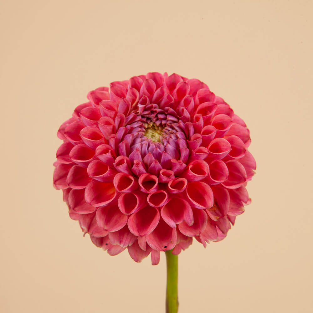 Jowey Nicky Dahlia