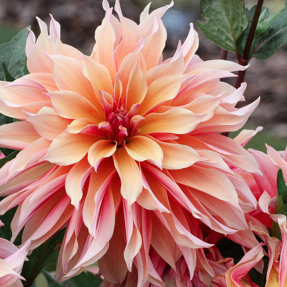 Labyrinth Dahlia