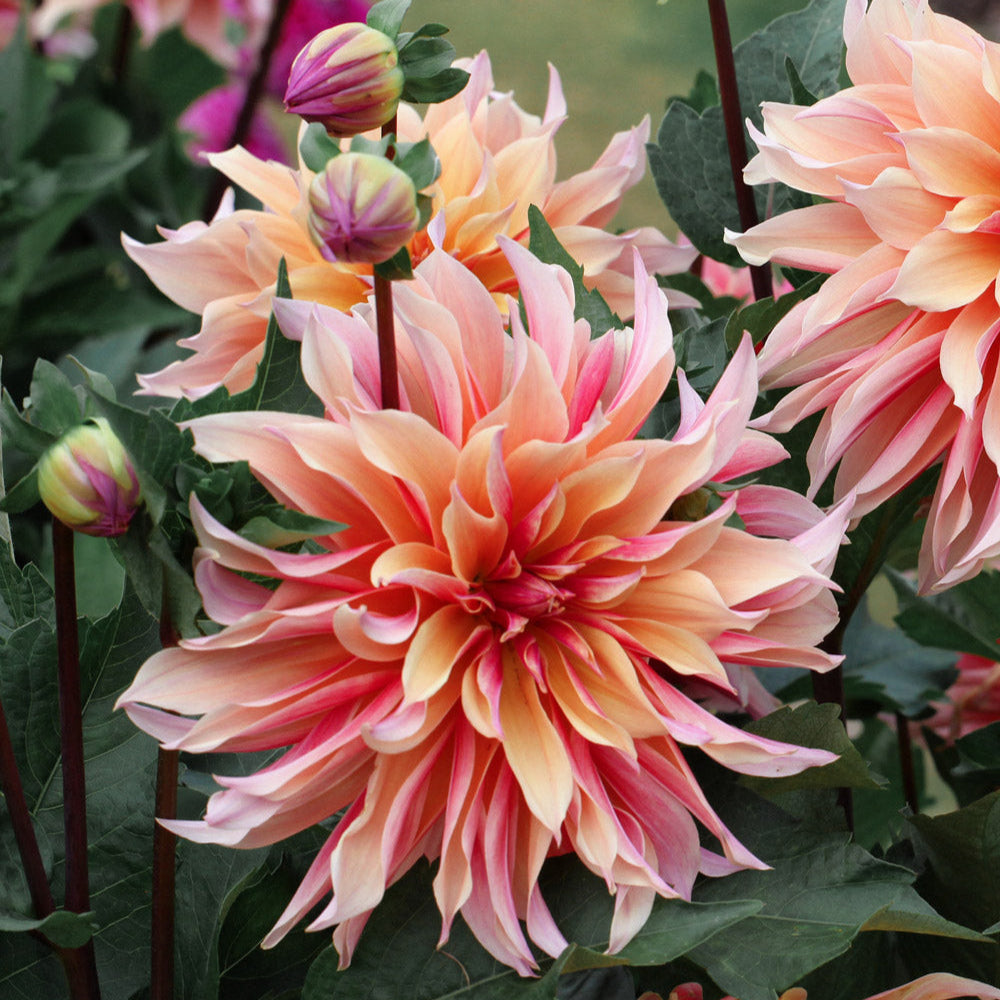 Labyrinth Dahlia