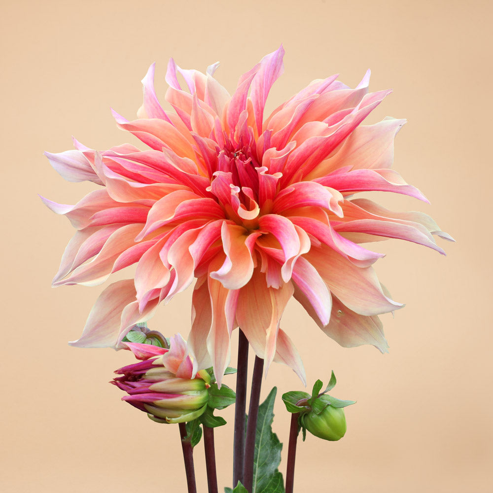 Labyrinth Dahlia