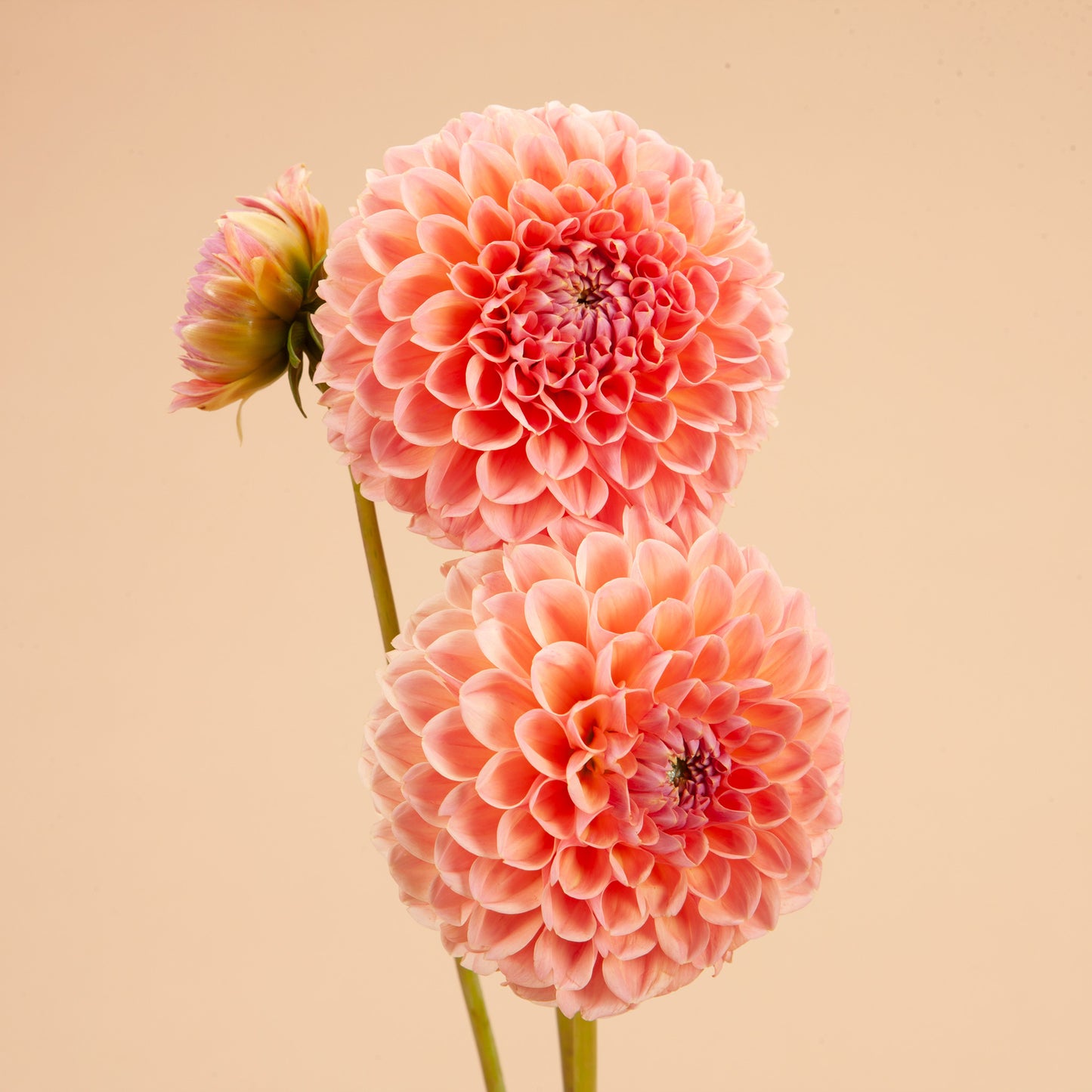Linda's Baby Dahlia