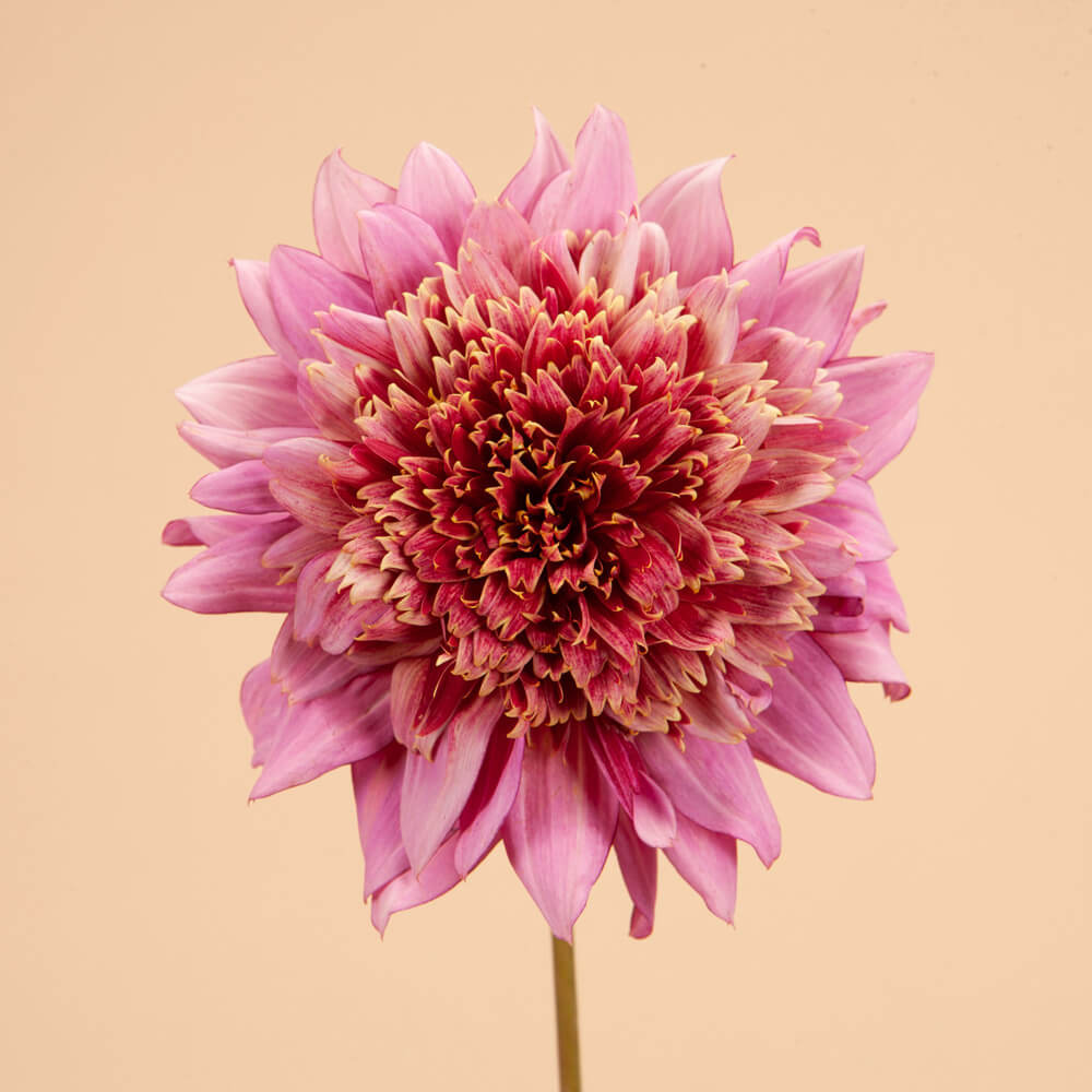 Mambo Dahlia