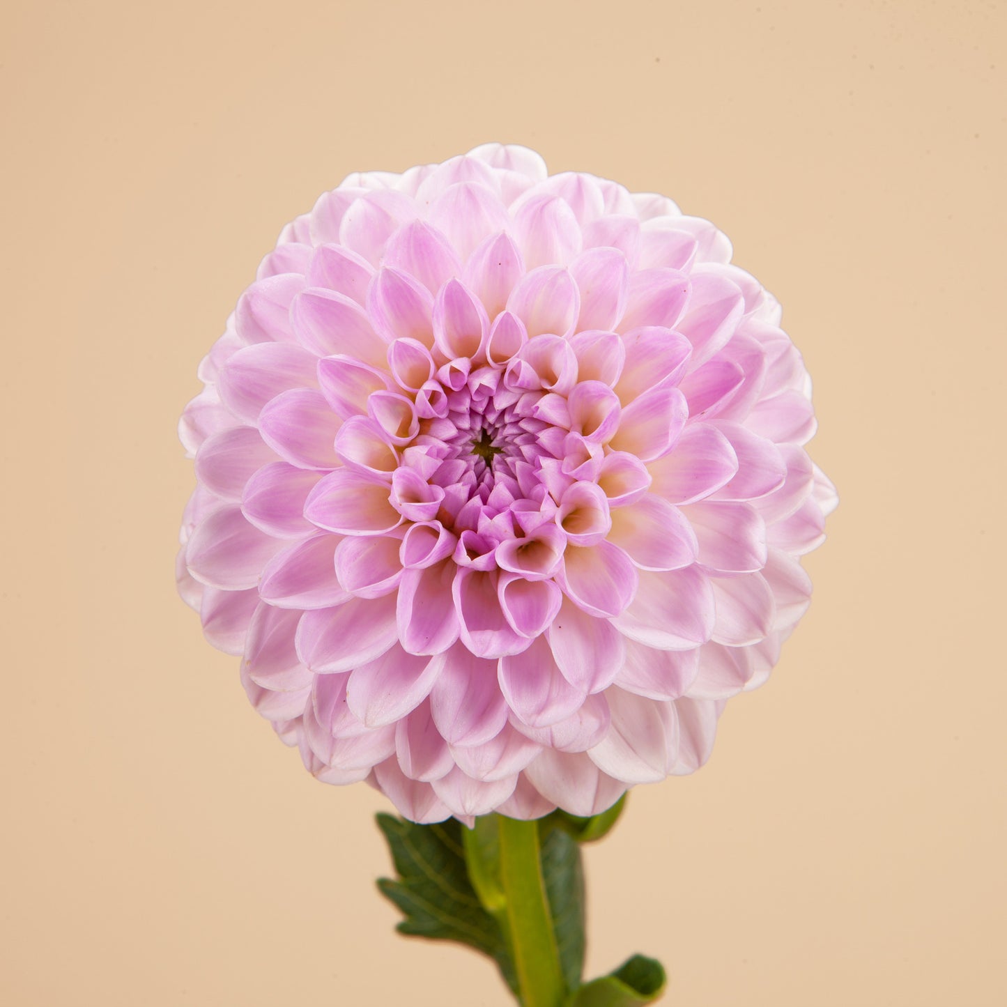 Megan Dean Dahlia