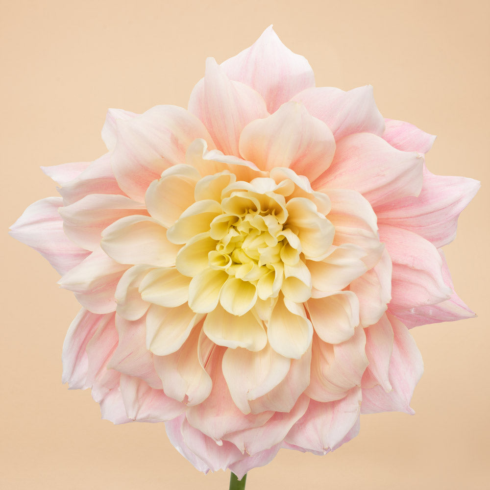 Mondriaan Dahlia