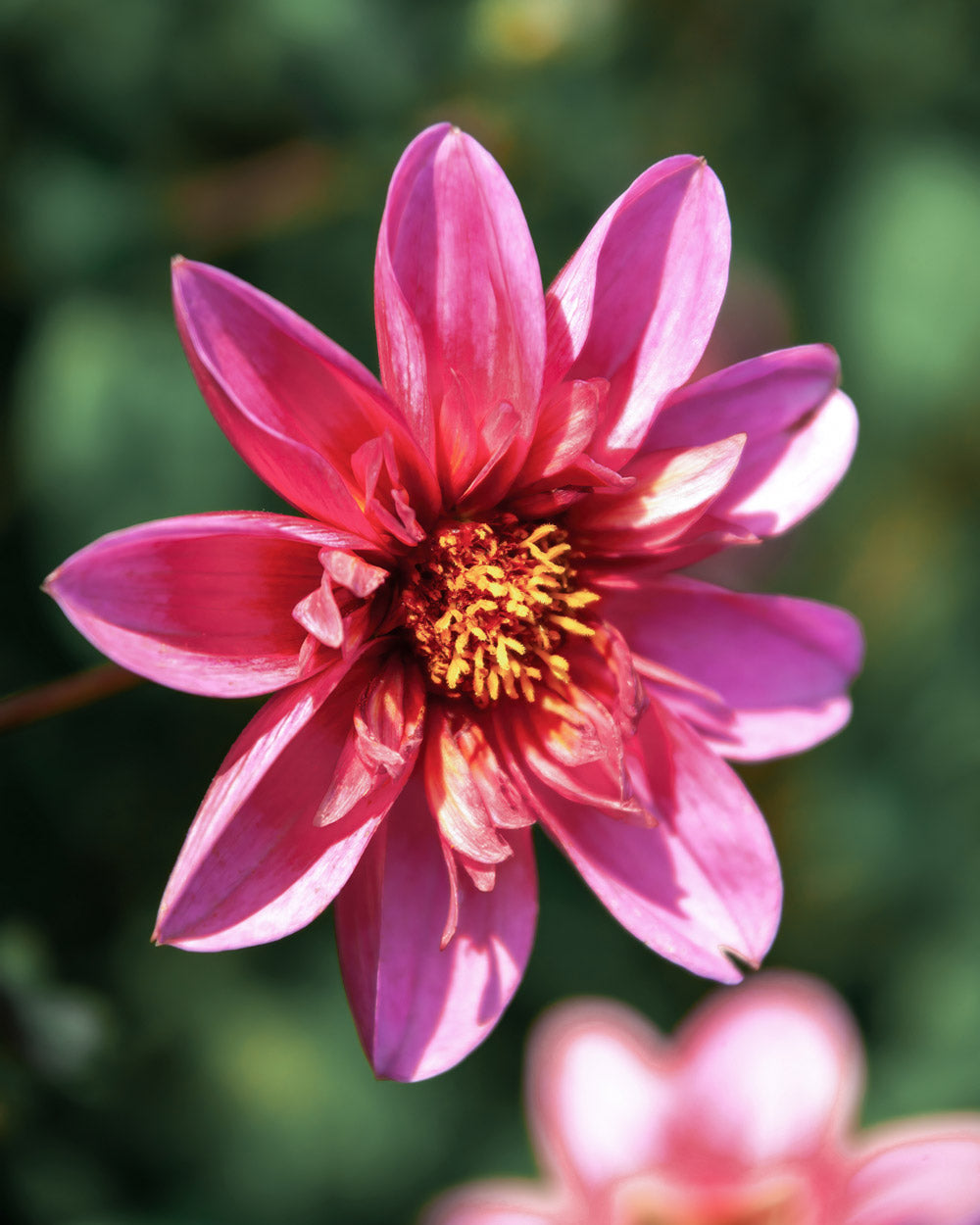 Princess Nadine Dahlia