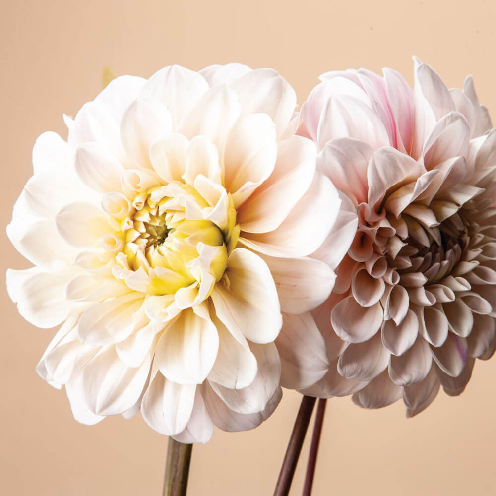 Sweet Nathalie Dahlia
