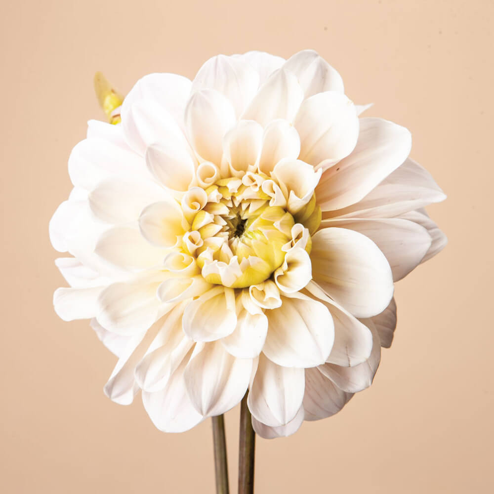 Sweet Nathalie Dahlia