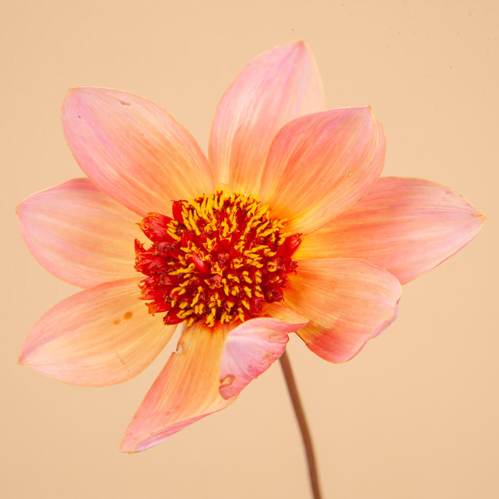 Totally Tangerine Dahlia