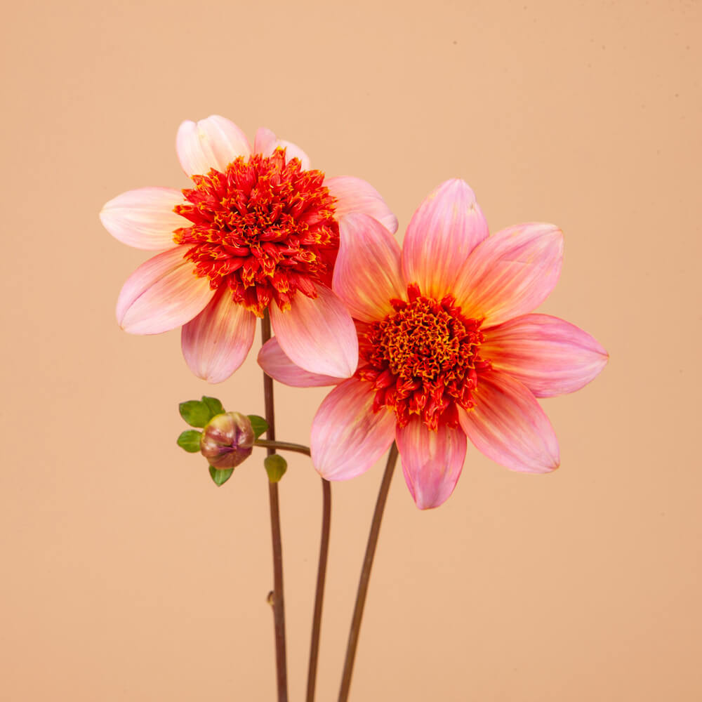 Totally Tangerine Dahlia