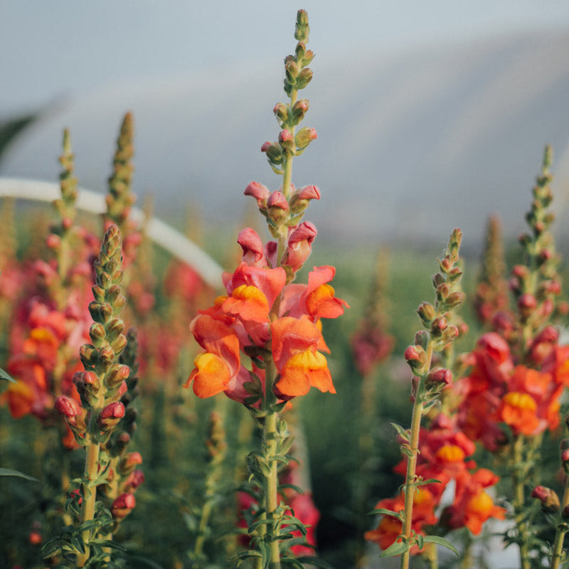 Potomac Dark Orange Snapdragon Plants