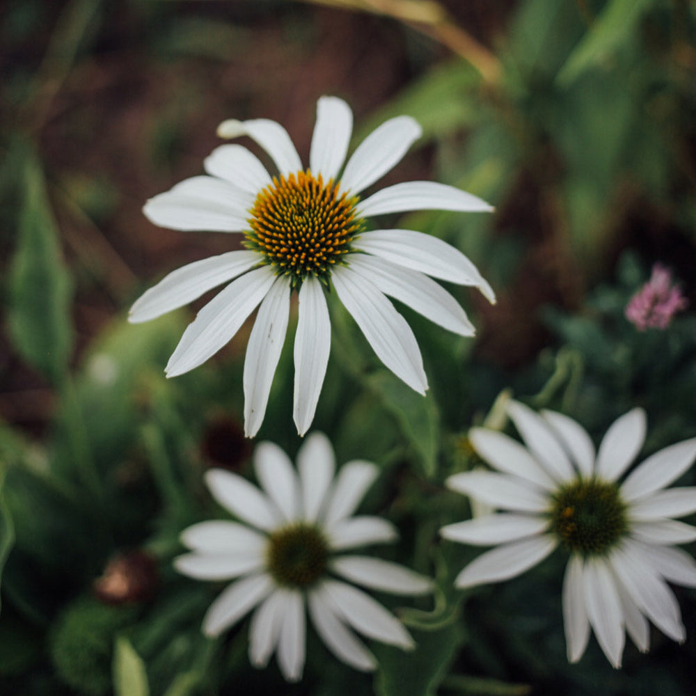 White Swan Echinacea Plants