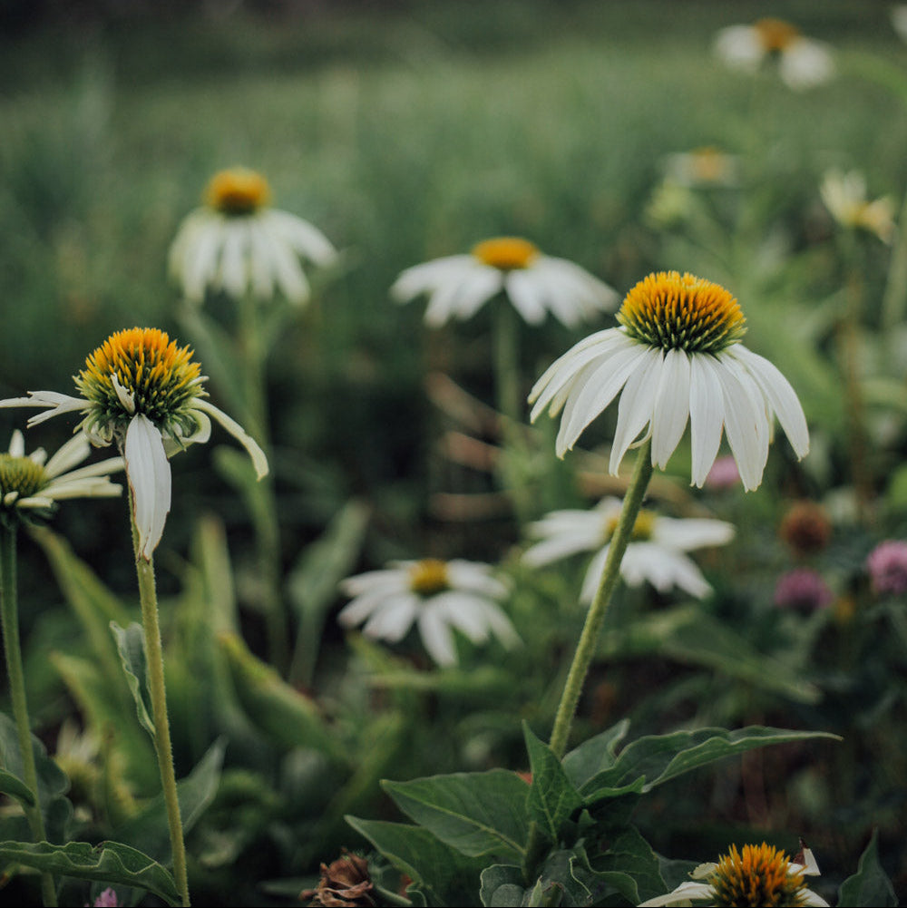White Swan Echinacea Plants