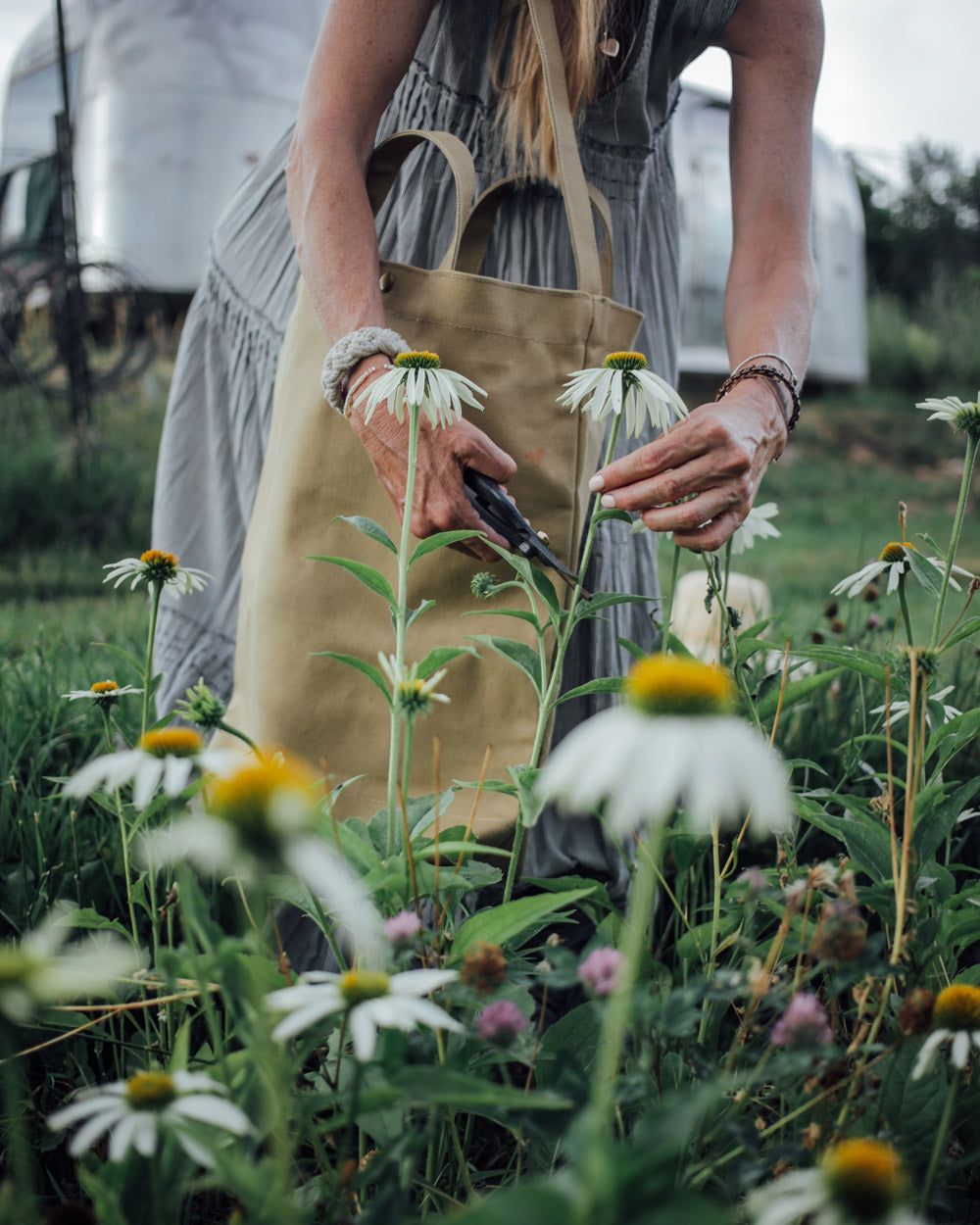 White Swan Echinacea Plants