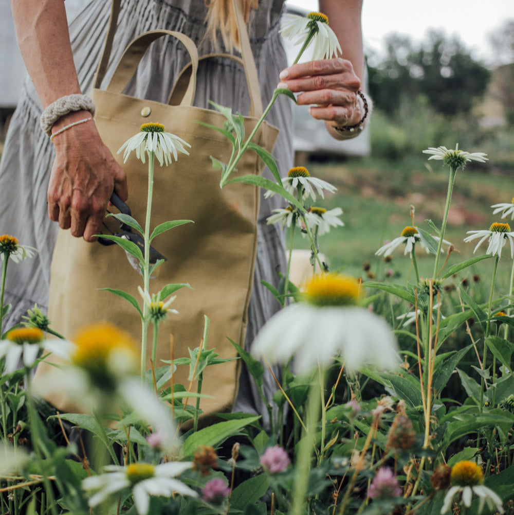 growing echinacea white swan from seed White Swan Echinacea Plants