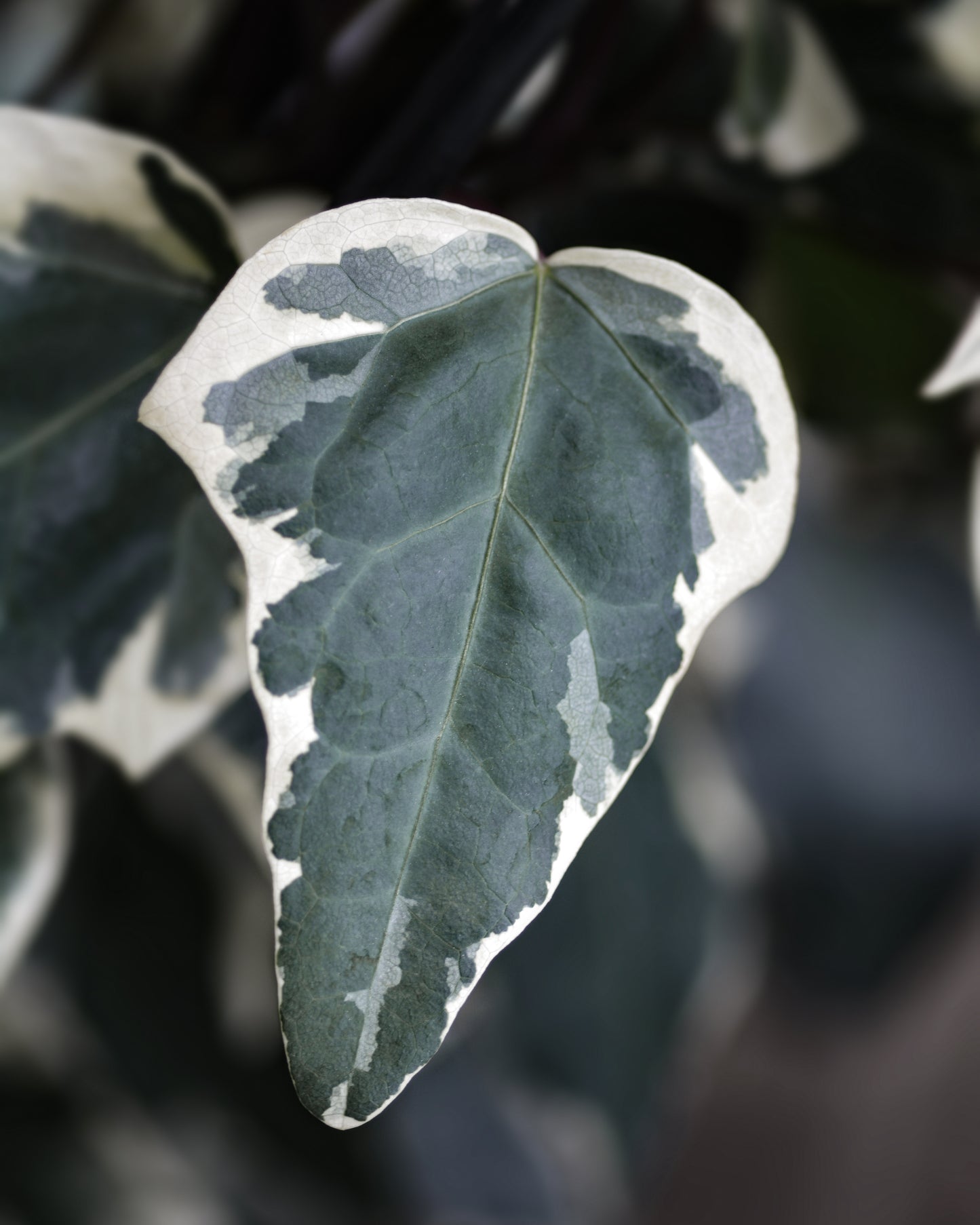 Algerian Ivy Plants