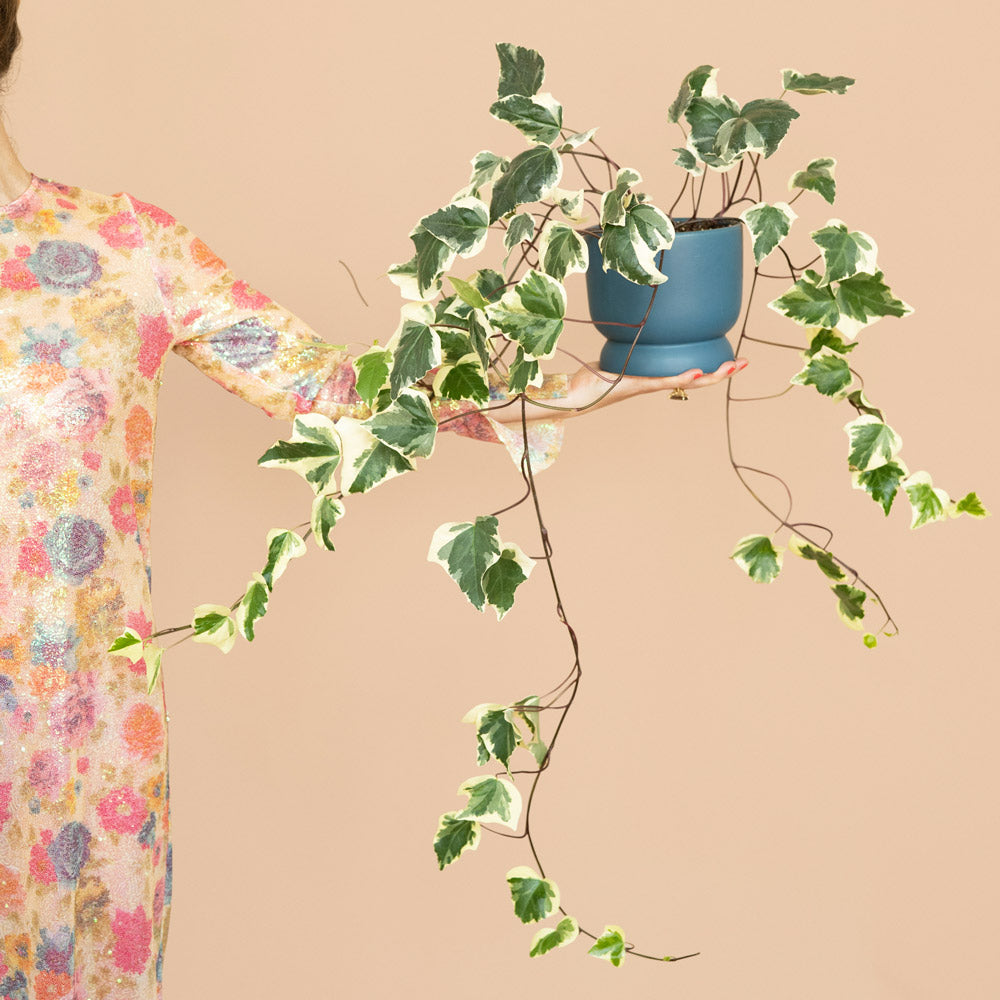 Algerian Ivy Plants
