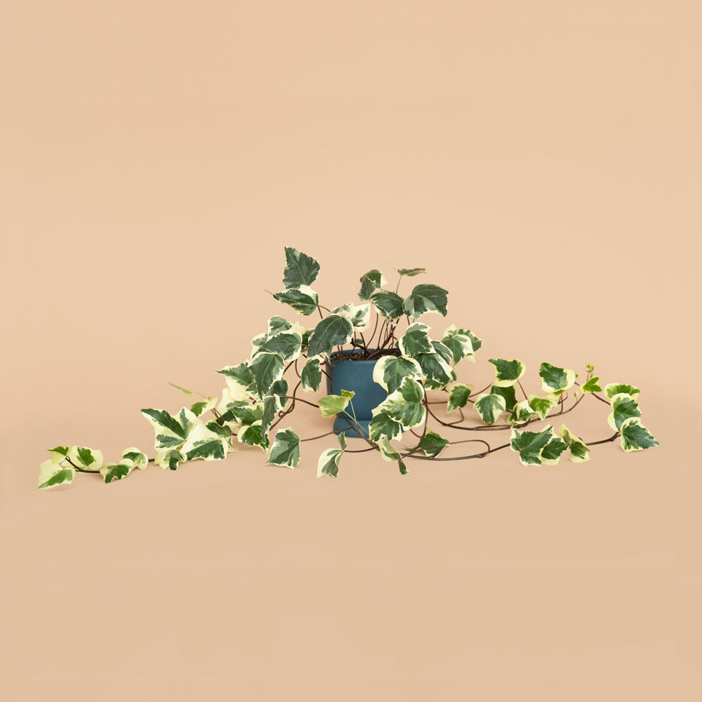 Algerian Ivy Plants