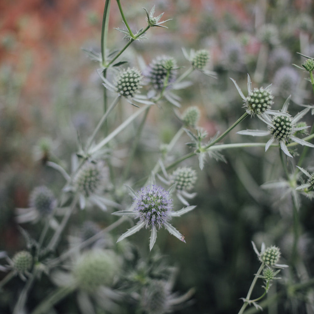 Blue Glitter Eryngium Plants