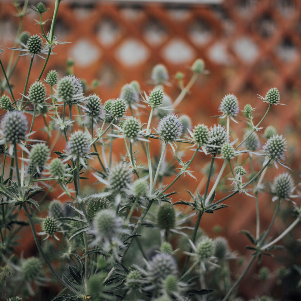 Blue Glitter Eryngium Plants