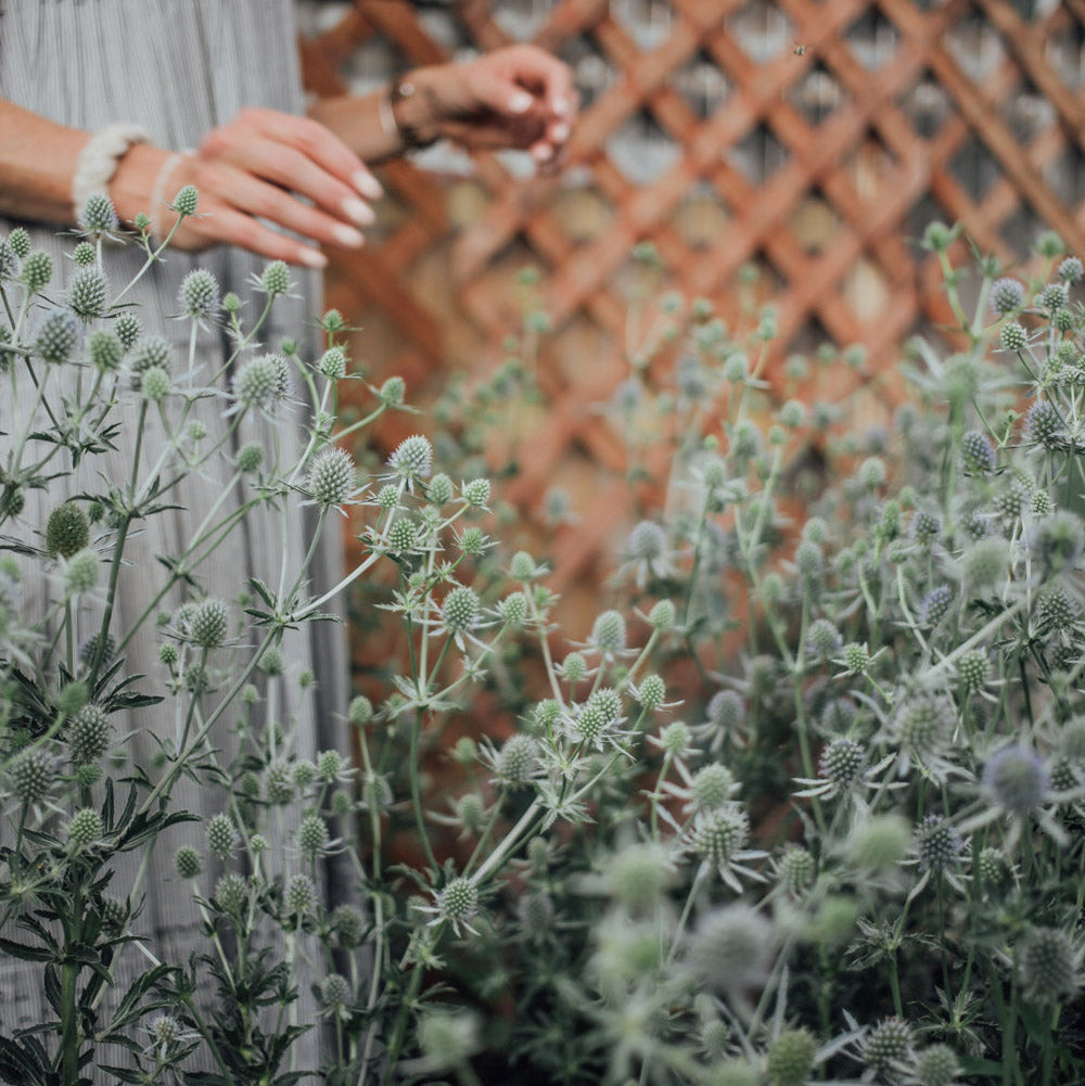 Blue Glitter Eryngium Plants