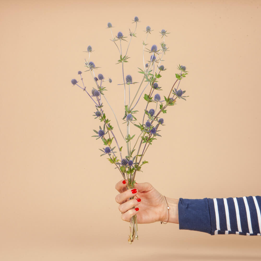 Blue Glitter Eryngium Plants