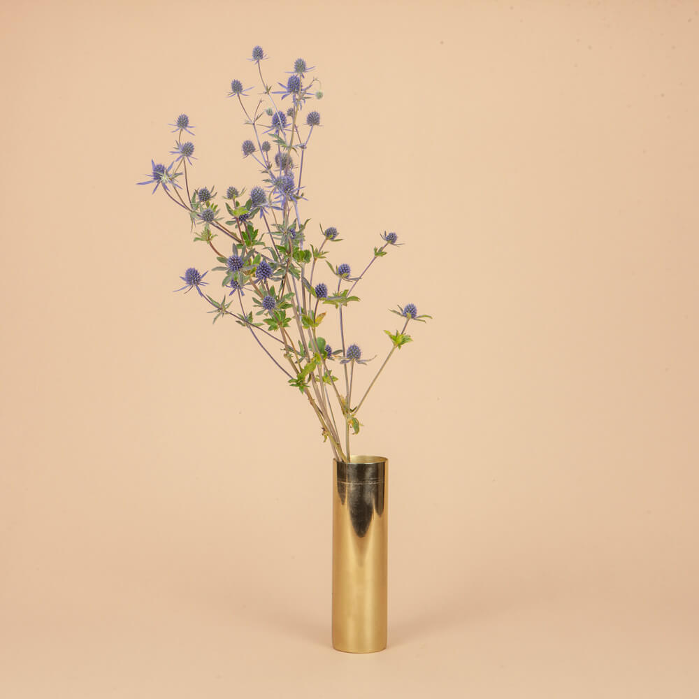Blue Glitter Eryngium Plants