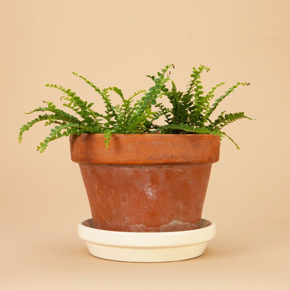 Duffii Fern