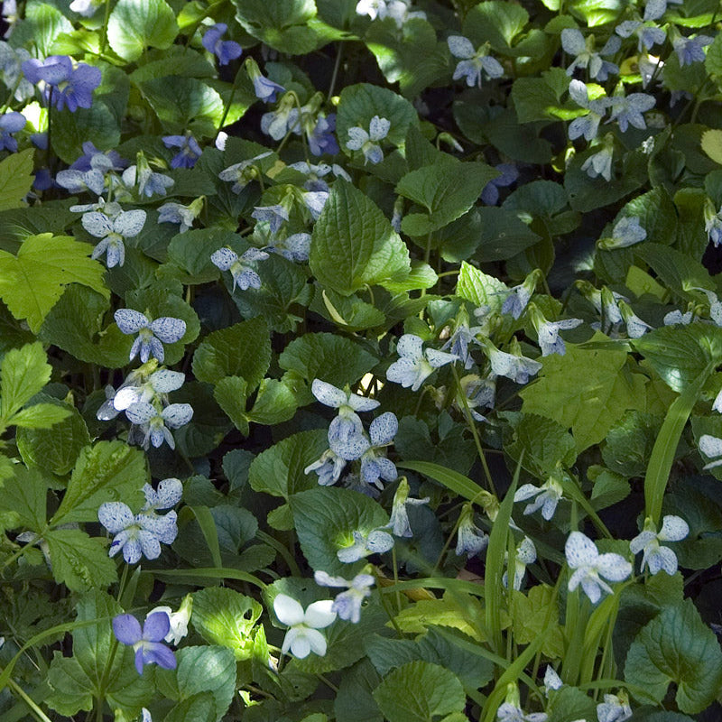 Freckles Viola Seeds