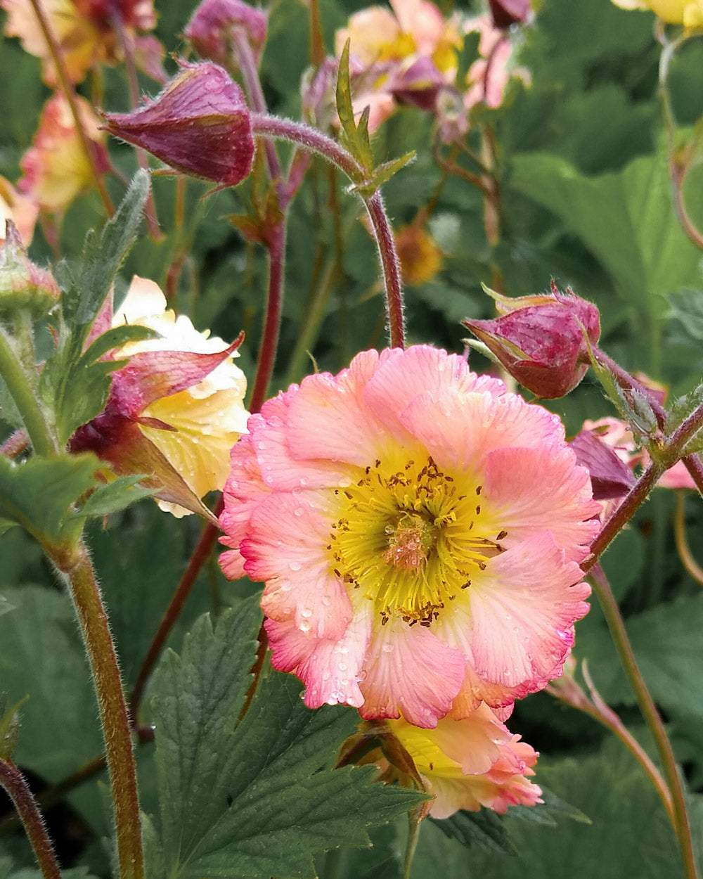 Garden Gems Mai Tai