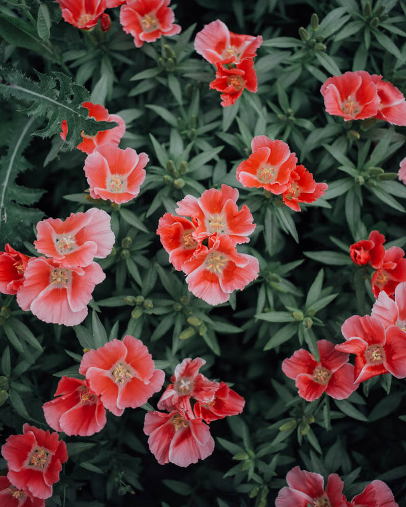 Godetia Grace Salmon Seeds