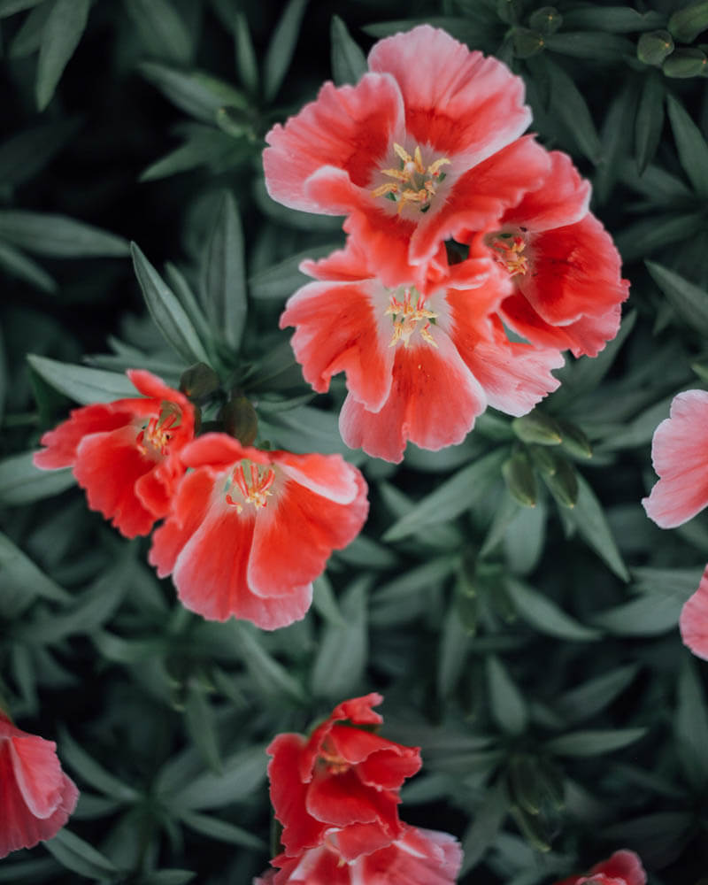 Godetia Grace Salmon Seeds