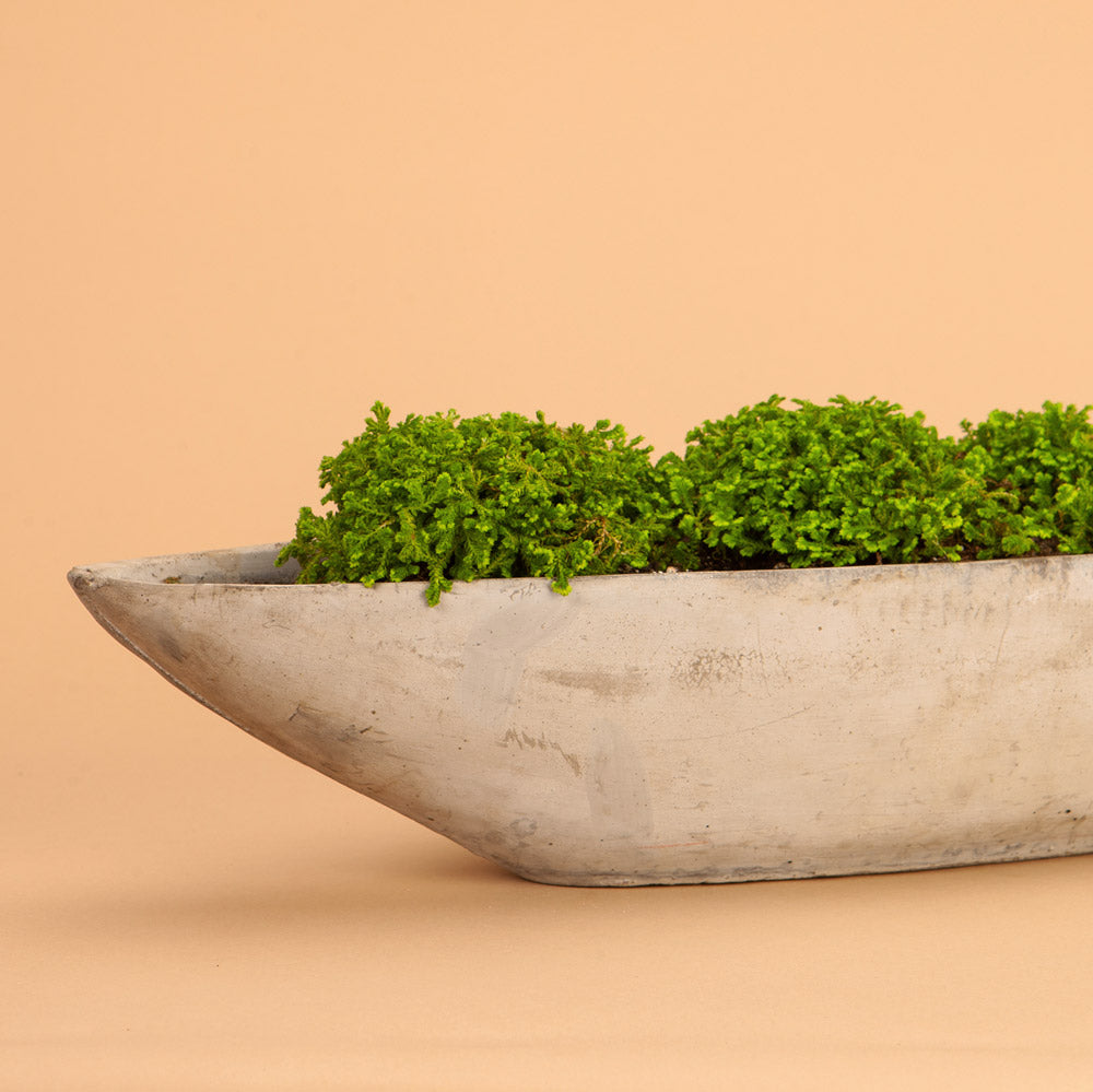 Golden Spikemoss