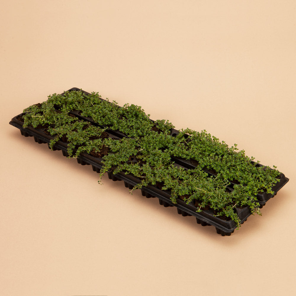 Elfin Thyme Ground Cover Lawn Replacement Kit