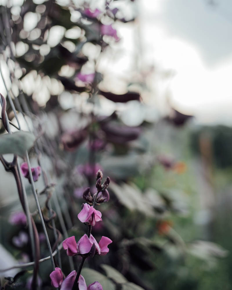 Hyacinth Bean Ruby Moon Seeds