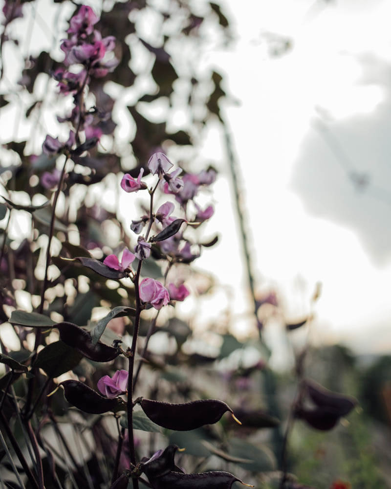Hyacinth Bean Ruby Moon Seeds
