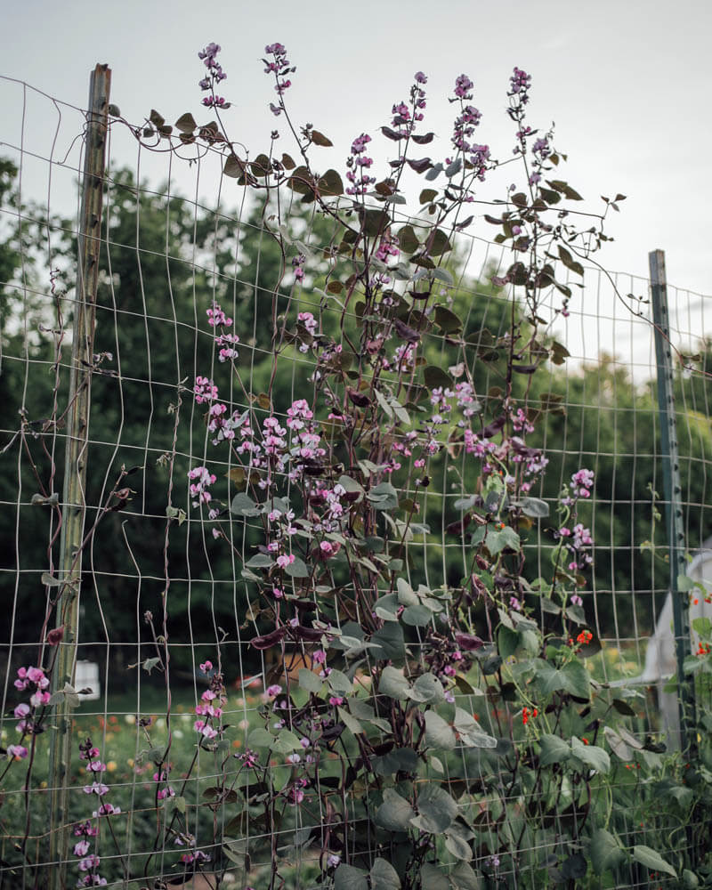 Hyacinth Bean Ruby Moon Seeds