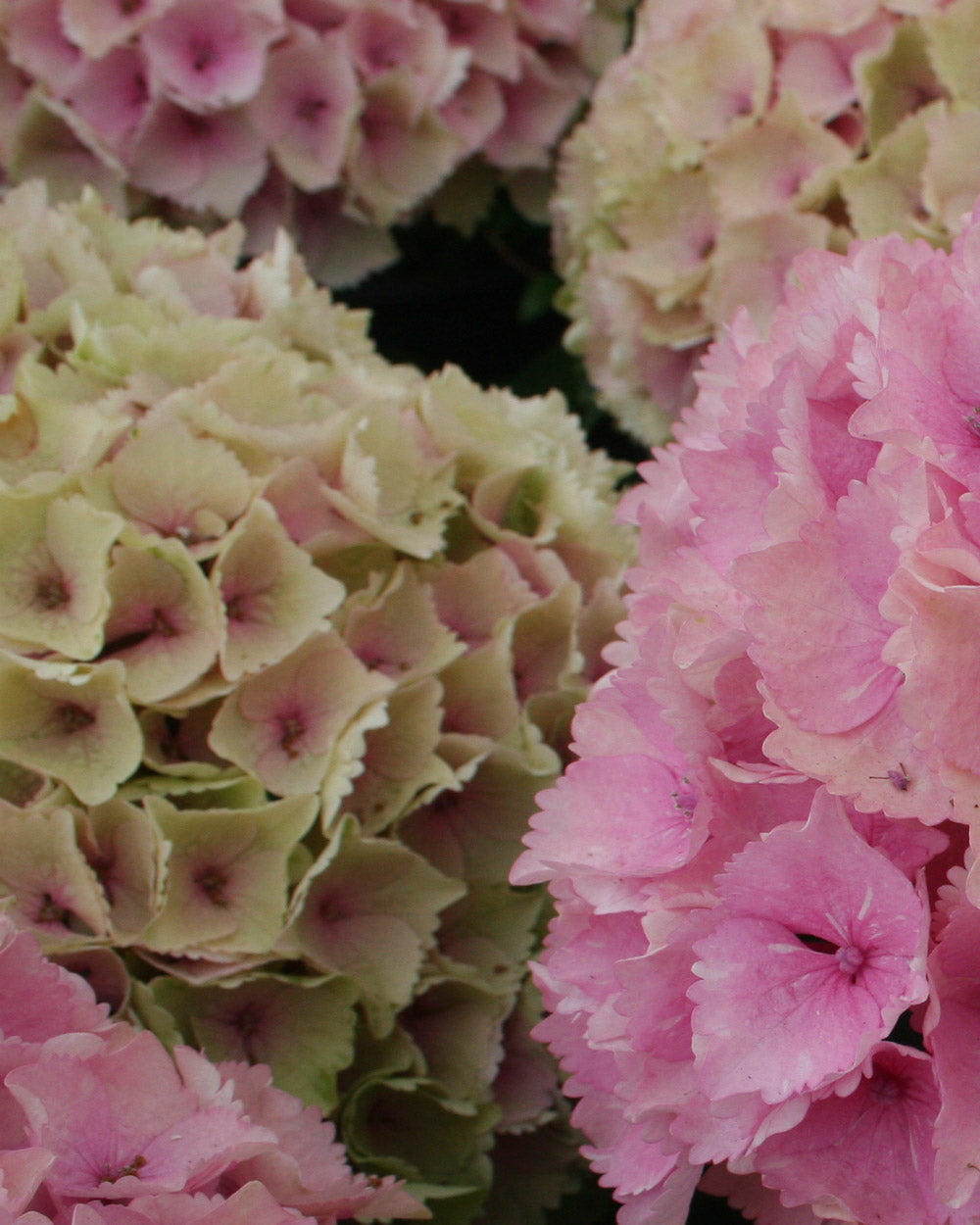 Hydrangea Everlasting Ocean