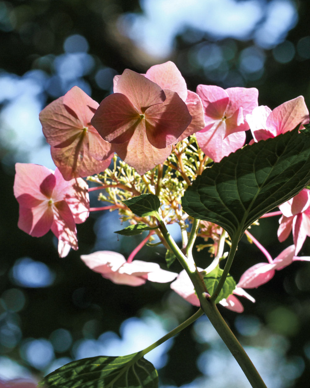 Hydrangea Gamechanger Shell Pink