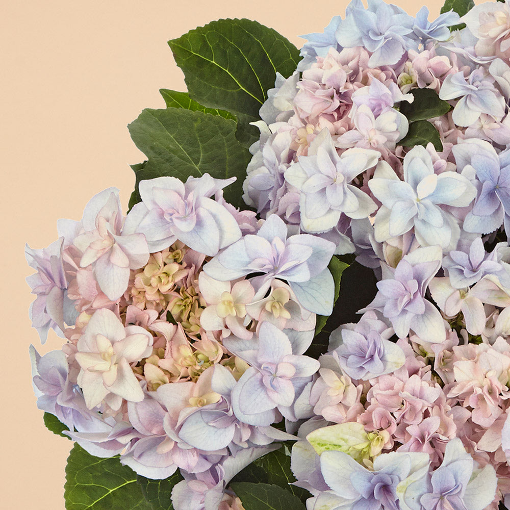 Hydrangea Lace Cap Double Fay Blue