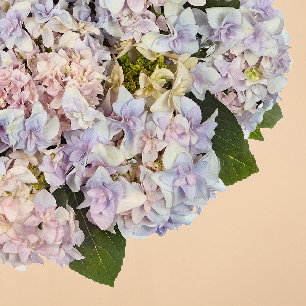 Hydrangea Lace Cap Double Fay Blue