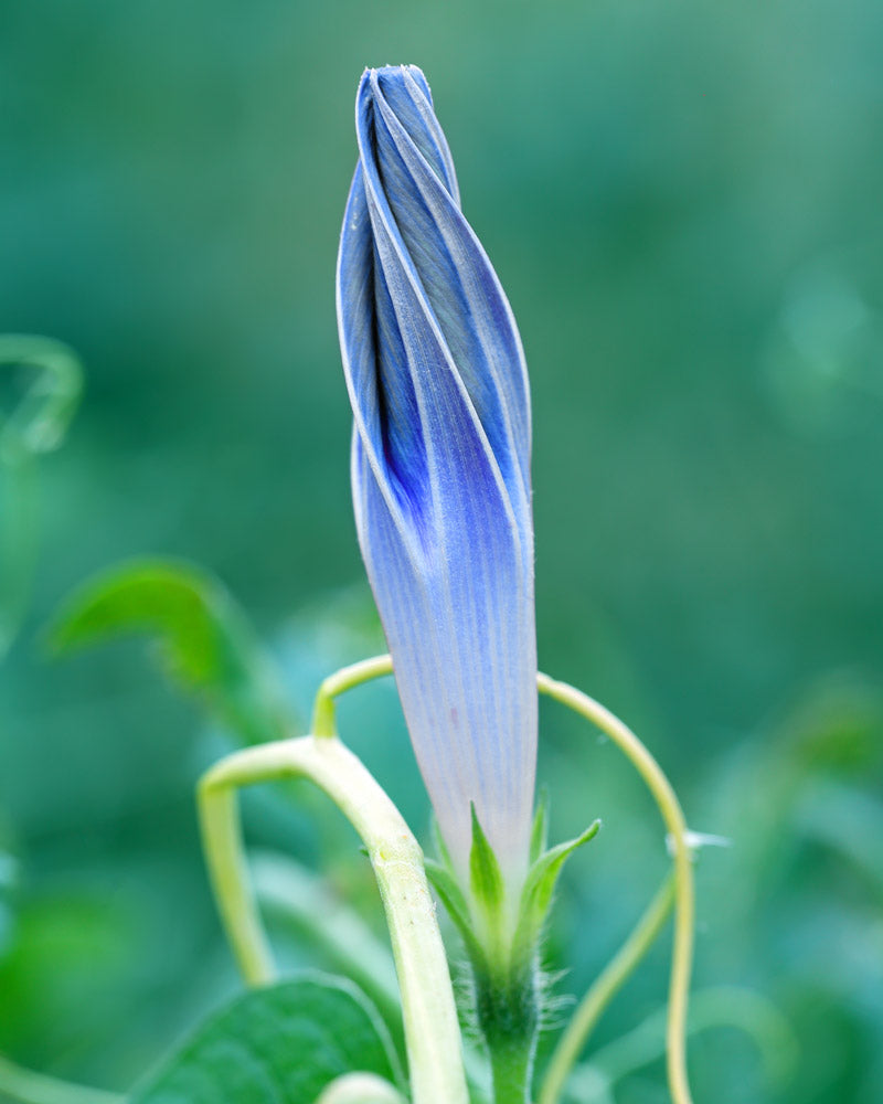 Ipomoea Morning Glory Flying Saucer Seeds