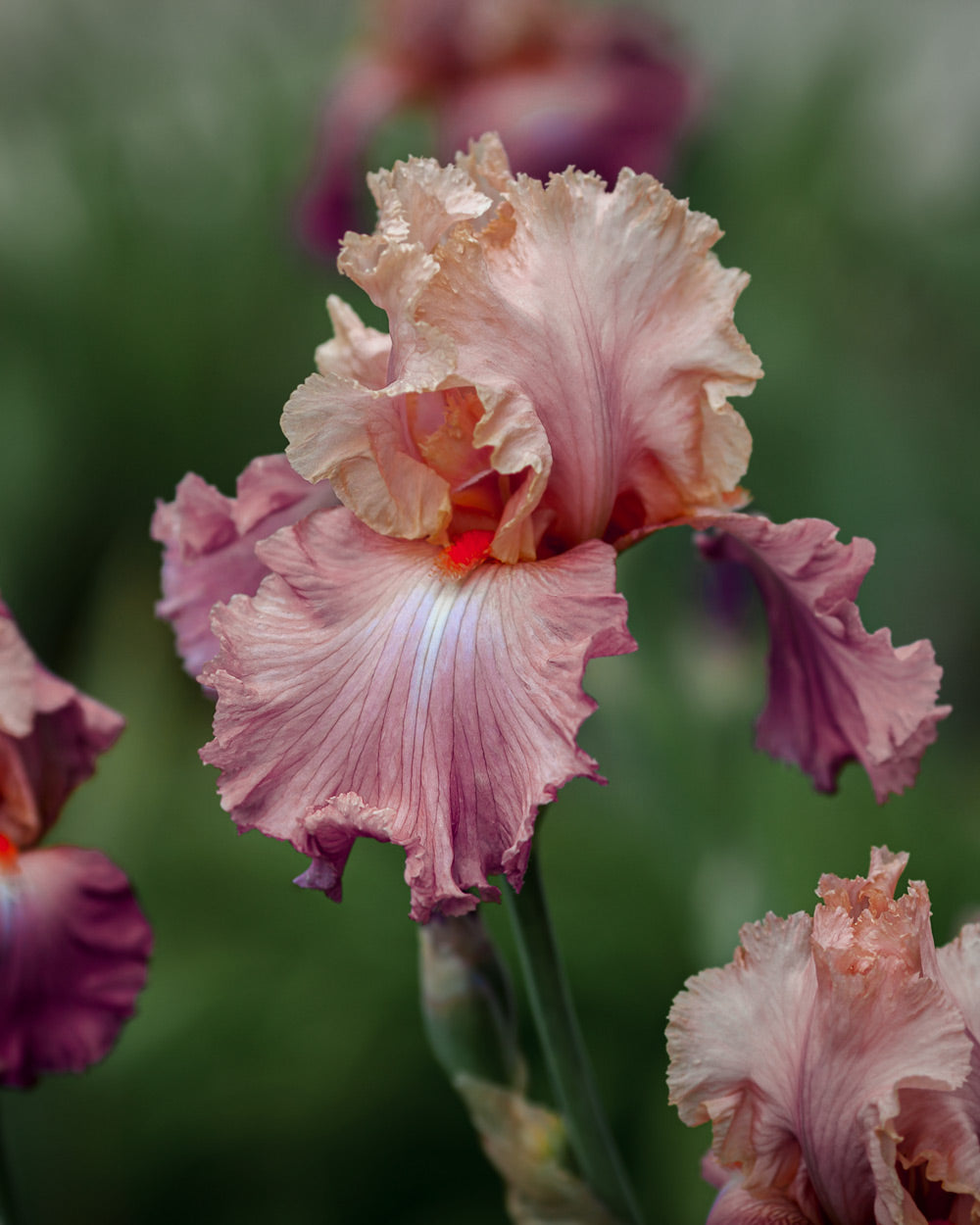 Iris Champagne And Strawberries