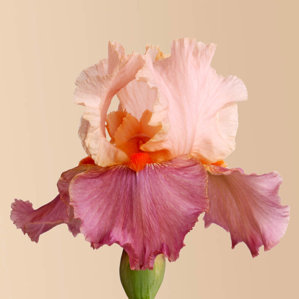 Iris Champagne And Strawberries